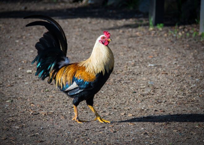 ROOSTERS CAN PERCEIVE THEMSELVES IN REFLECT: HERE’S THE REASON IT IS IMPORTANT