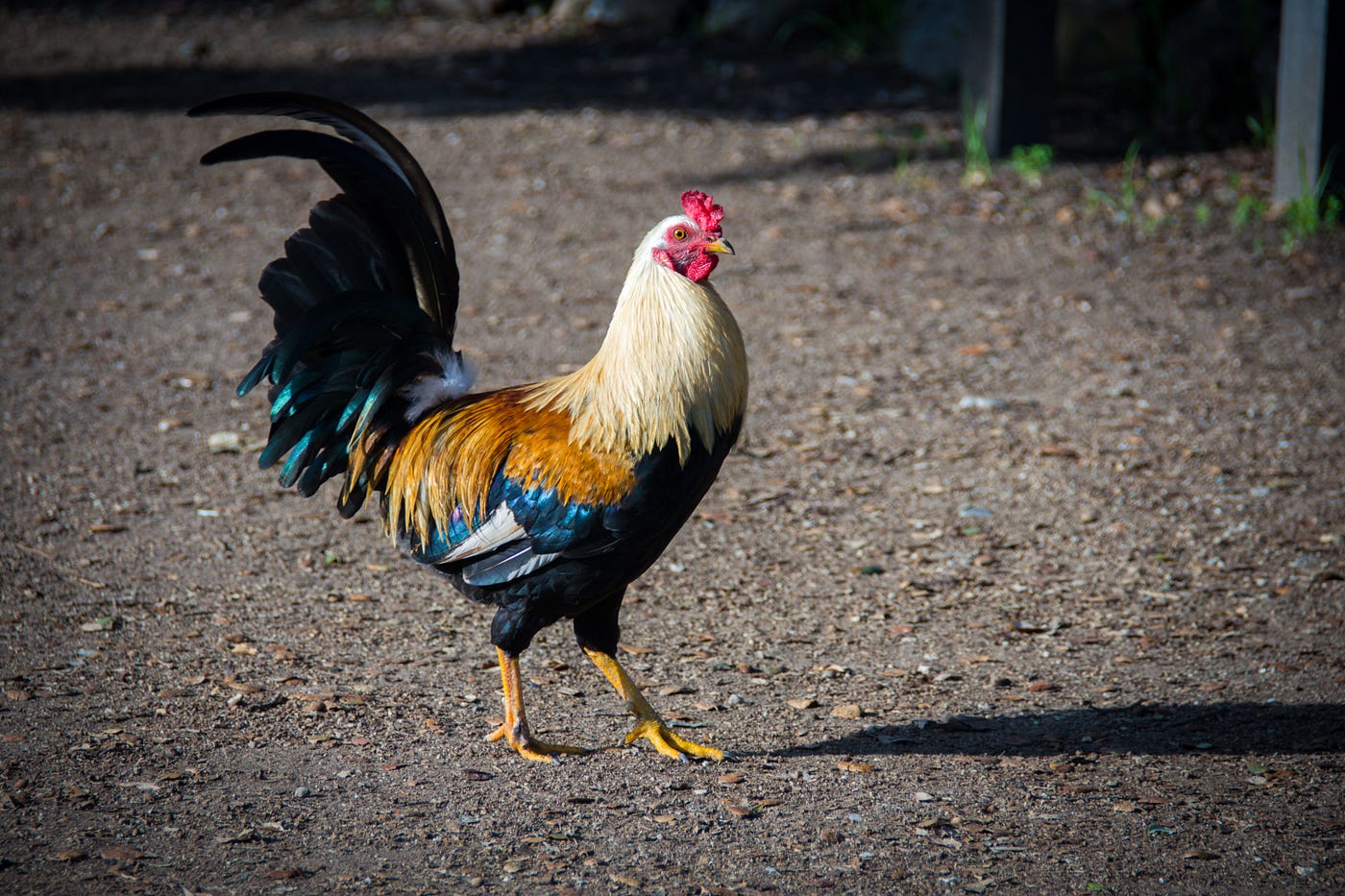 ROOSTERS CAN PERCEIVE THEMSELVES IN REFLECT: HERE’S THE REASON IT IS IMPORTANT